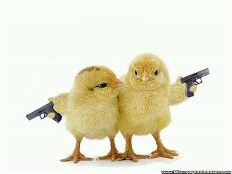 Funny Chicken Backgrounds - Wallpaper Cave