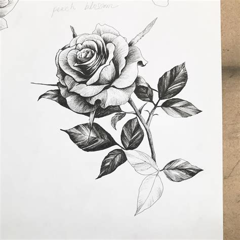 How To Draw A Rose With A Pen at Drawing Tutorials