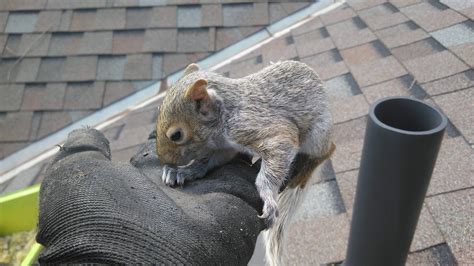 How Do Squirrels Communicate? | Skedaddle Humane Wildlife Control