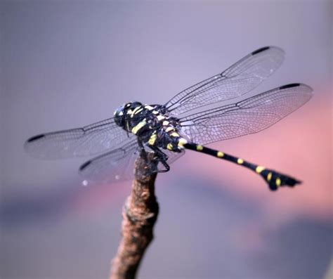 Green And Black Dragonfly Closeup Free Stock Photo - Public Domain Pictures