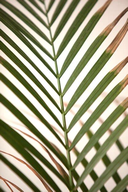 Premium Photo | Green palm leaves