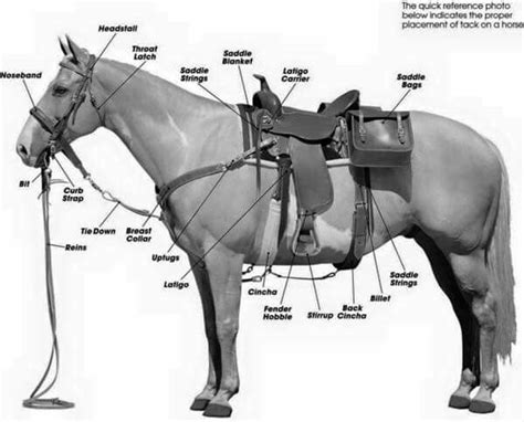 Saddle/Bridle Parts | Western horse riding, Horses, Horse care