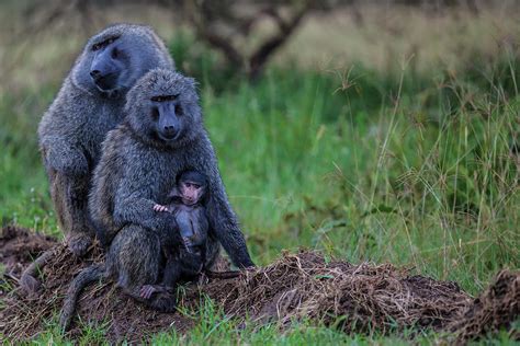 Baboon Family Photograph by Manoj Shah - Pixels