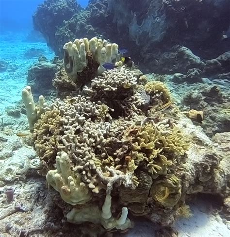 Snorkeling Cozumel - 3 Different Locations! - Cozumel | Project Expedition