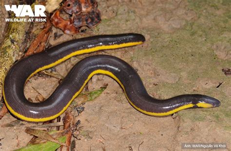 Banna Caecilian (Ichthyophis bannanicus)