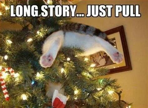 Pin by Jen Tills on Cats | Cat christmas tree, Christmas cats ...