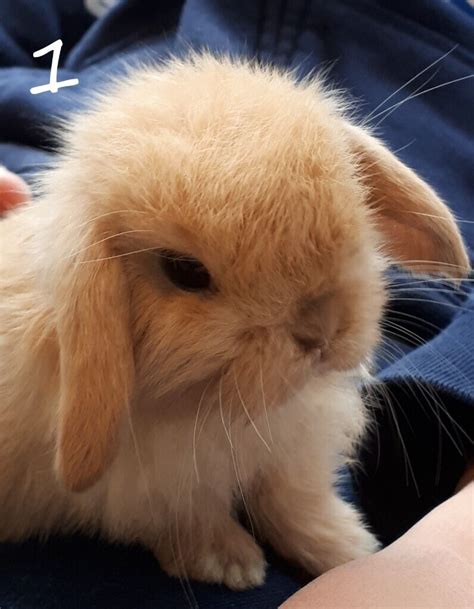 Adorable Baby Mini Lop Rabbits for Sale | in Ringwood, Hampshire | Gumtree