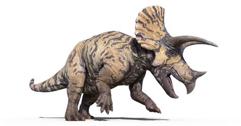 Triceratops vs Styracosaurus: Who Would Win in a Fight? - AZ Animals