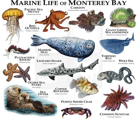 Marine Animals of Monterey Bay Poster Print - Etsy