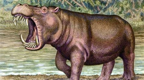 The Evolution of the Hippopotamus - YouTube