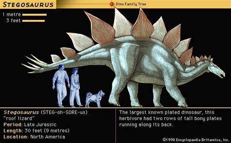 Stegosaurus | Description, Size, Plates, & Facts | Britannica.com