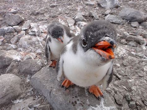 Gentoo Penguin Facts, Habitat, Predators, Lifespan, Pictures