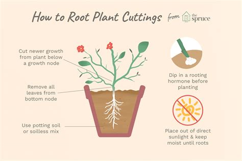 How to Propagate Plants Using Stem Cuttings