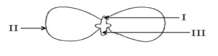 The above diagram shows the structure of the embryo of a dicot seed ...