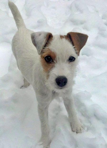 36 Miniature Pinscher Mix Breeds – The Popular and Adorable Hybrid Dogs | Jack russell, Cute ...