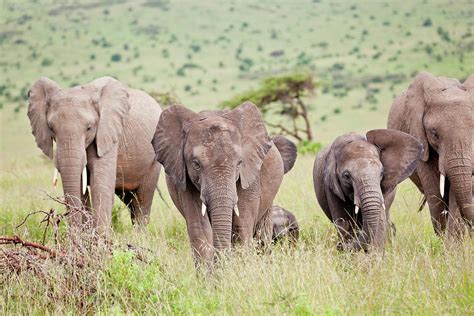 African Elephant Herd In Green by 1001slide