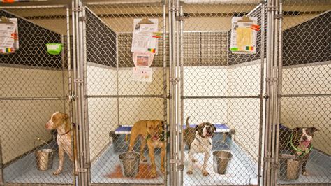 Philly animal shelters plead for adopters, fosters - WHYY