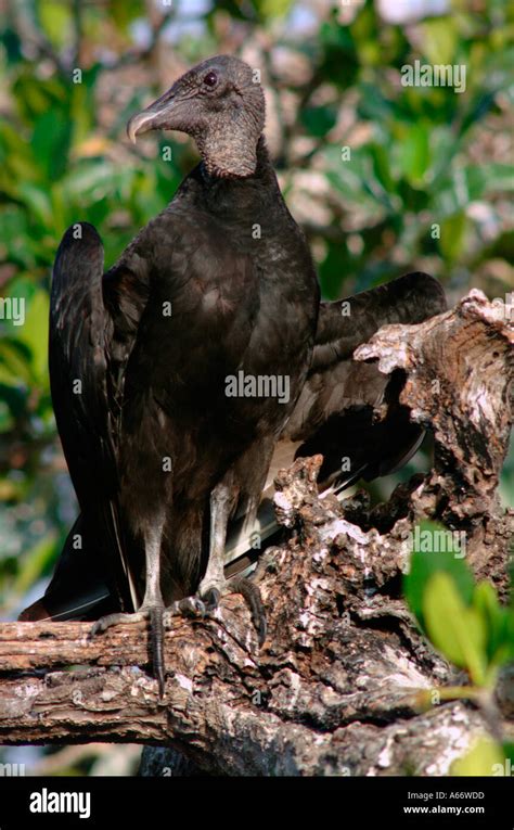 black vulture Coragyps atratus in rookery Saint Lucie County North Fork Saint Lucie River ...