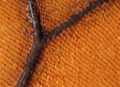 Butterfly wings are covered with scales — Science Learning Hub