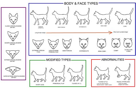 CONFORMATION CHARTS