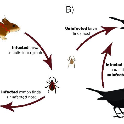 1. Schematic representation of the life cycle of Ixodes ricinus. Ixodes... | Download Scientific ...