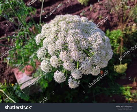 451 Angelica Sinensis Stock Photos, Images & Photography | Shutterstock