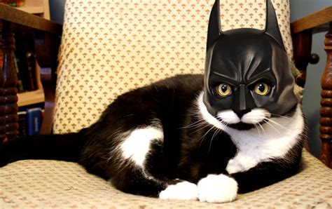 Dark Knight Rises | Funny Cat Pictures