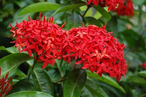 Ixora - Ixora macrothyrsa | Mejores flores, Cuidado de plantas, Insecticida natural para plantas