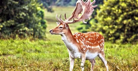 Fallow deer - A-Z Animals