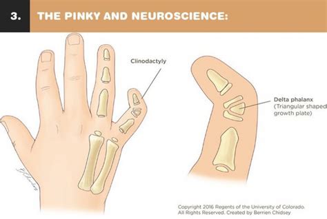 9 Facts About Your Pinky Finger