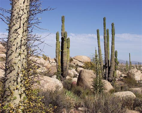 Archivo:Baja California Desert.jpg - Wikipedia, la enciclopedia libre