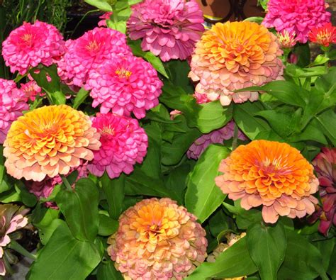 Blooming Zinnias Free Stock Photo - Public Domain Pictures