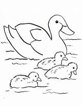 Pond Animals Coloring Pages At GetDrawings  Free Download sketch template