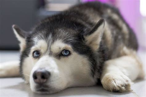 Huskador 101: All About Huskadors (Husky - Labrador Mix)!