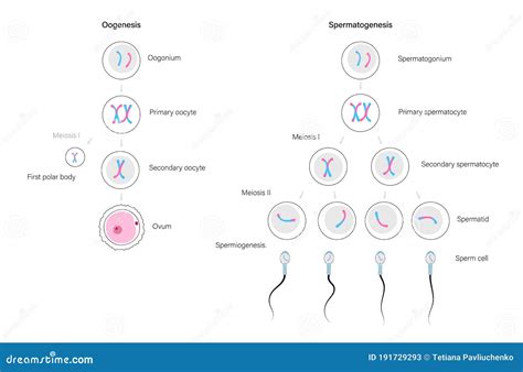 Spermatogenesis And Oogenesis Animation