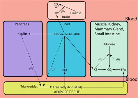 The glucose-fatty acid-ketone body cycle (Randle Cycle) describing the... | Download Scientific ...