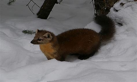 What Animals Live In The Taiga? - WorldAtlas