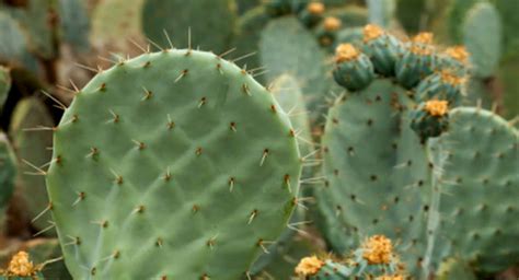 Health Benefits of Cactus | Medicine Hunter