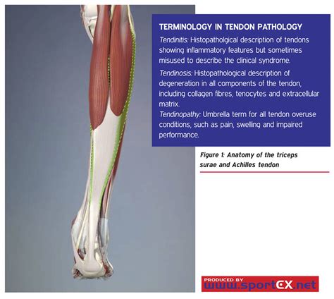 Triceps Sural Anatomie