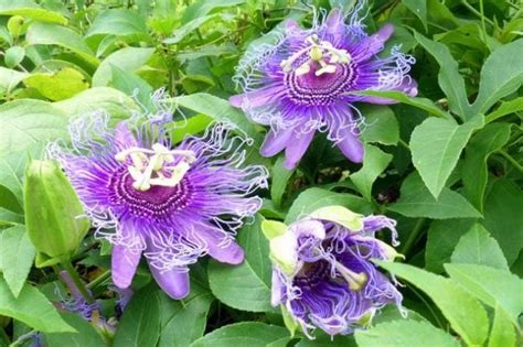 Maypop Passion Vine for Butterflies | Host Plants | Fast-Growing Vines