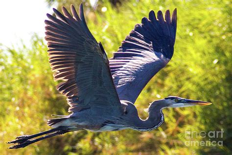 Grey Heron Flying Over Lake Photograph by Tirza Roring Whitehurst