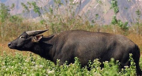 Tamaraw, Philippines | Rare animals, Animals wild, Mammals