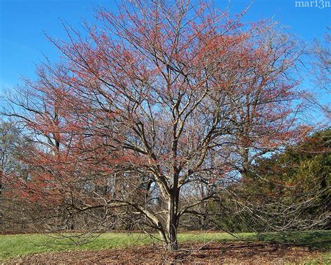 Green Hawthorn - 'Winter King' - North American Insects & Spiders