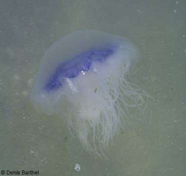 Jellyfish Species | British Sea Fishing