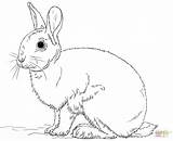 Cute Bunny Rabbit coloring page  Free Printable Coloring Pages sketch template