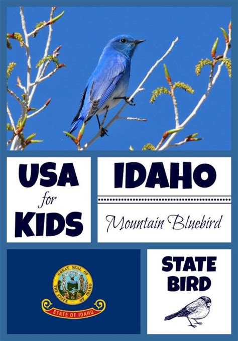 State Bird Coloring Pages by USA Facts for Kids | Bird coloring pages, State birds, Coloring pages