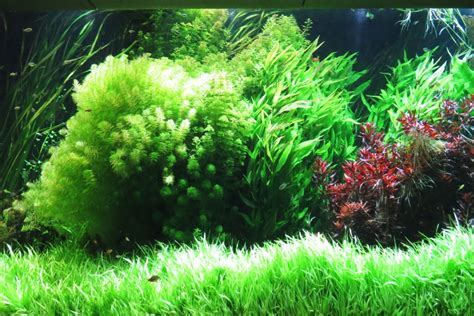 Check Out These Saltwater Aquarium Plants For Your Aquarium | PawTracks