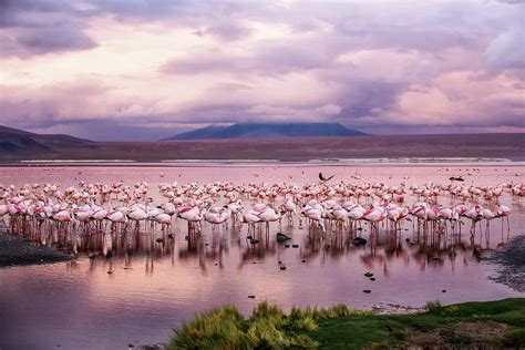 Laguna Colorada are Full of Flamingos Photograph by Alex Mironyuk