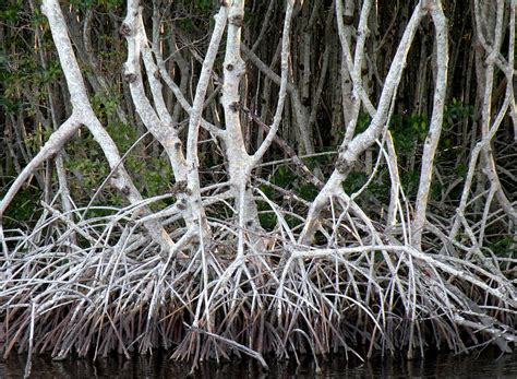 Mangrove Roots Photograph by Rosalie Scanlon - Fine Art America