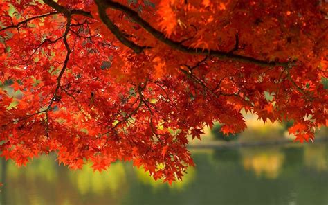 Wallpapers Fall Leaves - Wallpaper Cave